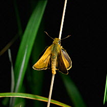 Lulworth skipper butterfly {Thymelicus acteon} male, UK.
