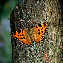 Large tortoishell butterfly {Nymphalis polychloros} on tree trunk, UK.