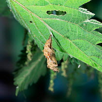 Comma butterfly pupa {Polygonia c-album} on nettle leaf. UK.