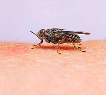 Tsetse fly {Glossina morsitans} feeding on human arm, from Africa