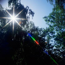 Sunlight shining through trees, split into red green + blue by filter on camera lens.