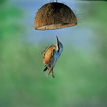 Nuthatch {Sitta europaea} flying up to a hanging coconut bird feeder. UK.
