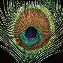 Close-up of eye on Peacock {Paco cristatus} tail feather.