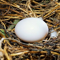 Wood pigeon {Columba palumbus} egg in nest. UK.