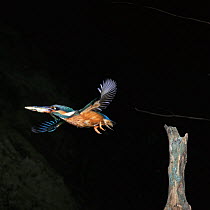Euopean kingfisher {Alcedo atthis} taking off with a stickleback fish in bill, UK.