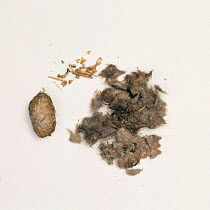 Kestrel {Falco tinnunculs} pellets containing mouse remains. UK.