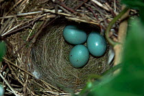 Hedge sparrow / Dunnock {Prunella modularis} nest with three eggs. UK.