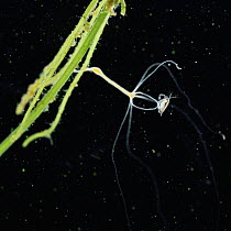Common hydra {Hydra vulgaris} capturing a Daphnia (x5). Sequence 1/6. UK.