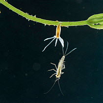 Common hydra {Hydra vulgaris} rejecting Mayfly larva (x3) UK.