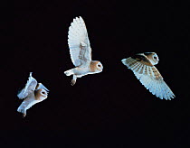 Barn owl {Tyto alba} multiple exposure flight sequence, Captive. UK.