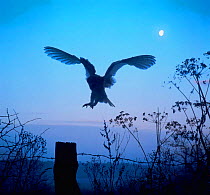 Barn owl {Tyto alba} landing on fence post at dusk. Digitally enhanced Captive, UK.