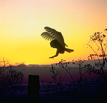 RF- Barn owl (Tyto alba) landing on fence post at dawn. Digitally enhanced, Captive, UK. (This image may be licensed either as rights managed or royalty free.)