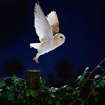 Barn owl {Tyto alba} taking off from fence post. Captive UK.