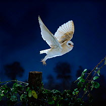Barn owl {Tyto alba} taking off from fence post. Captive. UK.