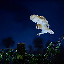 Barn owl {Tyto alba} landing on fence post. Captive UK.
