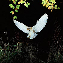 Barn owl {Tyto alba} female landing on fence post. Captive UK.