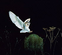 Barn owl {Tyto alba} landing on tombstone in church graveyard. Captive UK.
