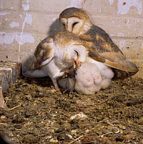 Barn owl {Tyto alba} male - female pair on nest bringing mouse to chicks. UK.