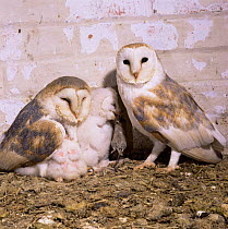 Barn owl {Tyto alba} male - female pair on nest. Chick with mouse. UK.