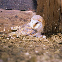 Barn owl {Tyto alba} female sitting on eggs. Captive. UK.