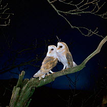 Barn owl {Tyto alba} male - female pair sitting on an oak branch. Captive. UK.