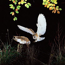 Barn owl {Tyto alba} female - tries to take mouse from sibling. Captive. UK.