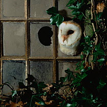 Barn owl {Tyto alba} peering out of broken window Captive UK.