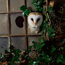 Barn owl {Tyto alba} peering out of broken window Captive UK.
