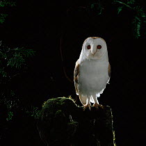 Barn owl {Tyto alba} male perched. Showing red eye reflection. Captive UK.
