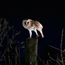 Barn owl {Tyto alba} on fence post stretching leg and wing. Captive UK.