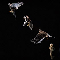 Juvenile Kestrel {Falco tinnunculus} male taking off Multiple exposure sequence.