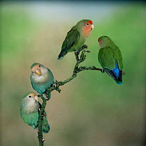 Peach-faced lovebird {Agapornis roseilcollis} colour varieties perched. Captive.