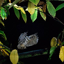 Little owl {Athene noctua} flies to Sweet chestnut branch. Captive UK.