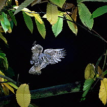 Little owl {Athene noctua} flies to Sweet chestnut branch. Captive UK.