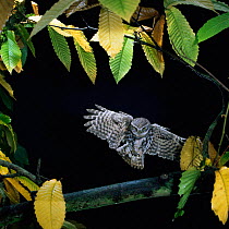 Little owl {Athene noctua} flies to Sweet chestnut tree branch. Captive. UK.