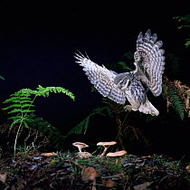 Little owl {Athene noctua} flying to the ground. Captive UK