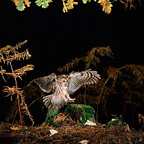 Tawny owl {Strix aluco} landing on ground. Captive UK.