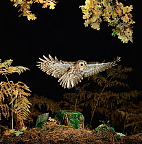 RF- Tawny owl (Strix aluco) taking off. Captive UK. (This image may be licensed either as rights managed or royalty free.)