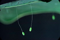 Green lacewing {Chrysopidae} eggs. UK.