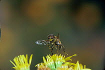 Hover / Drone fly {Eristalis tenax} taking off. Covered in pollen. UK.