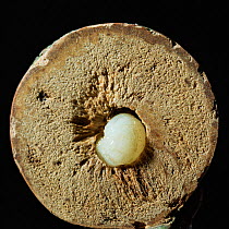 Oak marble gall section showing larva of gall wasp {Andricus kollari} UK.