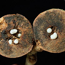 Oak marble gall section showing larva of gall wasp {Andricus kollari} UK.