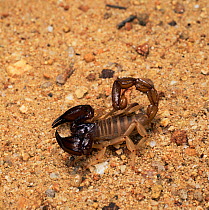 Forest scorpion {Urodacus novae-hollandii} Western Australia.