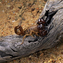 Forest scorpion {Urodacus novae-hollandii} on log. Western Australia.
