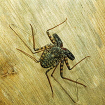 Whip scorpion {Stegophrynus sp.} on tree trunk. Africa.