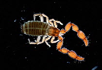 False-scorpion {Pseudo-scorpiones} female, Europe.