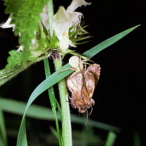 Goldenrod / Crab spider {Misumena vatia} with moth prey. Europe.