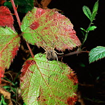 Harvestman {Opilones sp.} on bramble leaves. UK.