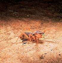 Sun / Camel spider {Solifugae sp.} eating grasshopper. Two ants investigate. East Africa.