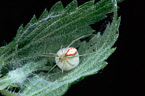 Spider {Enoplognatha ovata} female with egg sac on nettle leaf. UK.